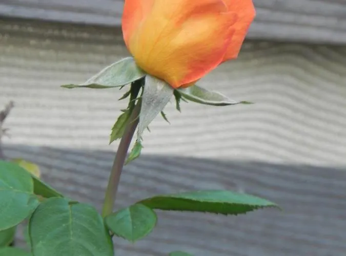 Il Carrubbo Marzamemi San Lorenzo